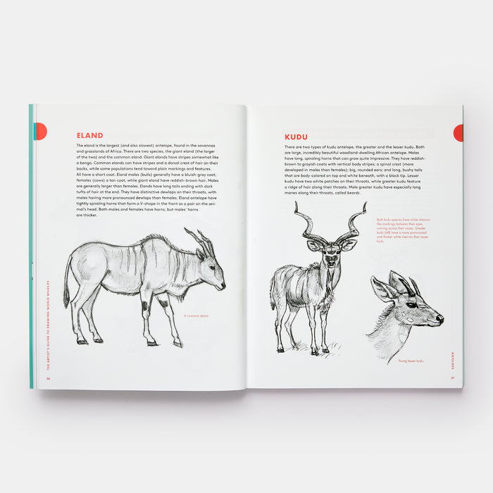 Artist's Guide to Drawing World Wildlife: Essential Step-by-Step Lessons for Beginners