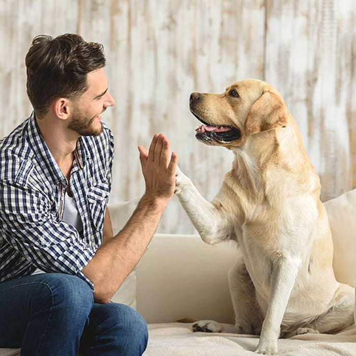 Buddy - Automatic Portable Paw Cleaner